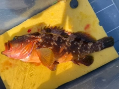 キジハタの釣果