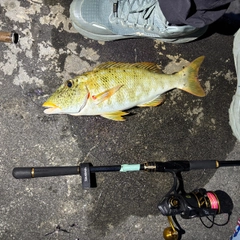 ムネアカクチビの釣果