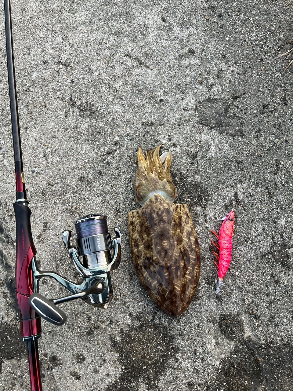 SHIMANO 2020 セフィア エクスチューン S92ML+の最安値・インプレ