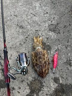 コウイカの釣果