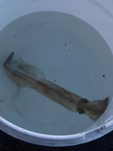 ヤリイカの釣果