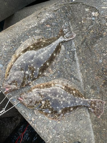 ヒラメの釣果