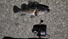 クロソイの釣果