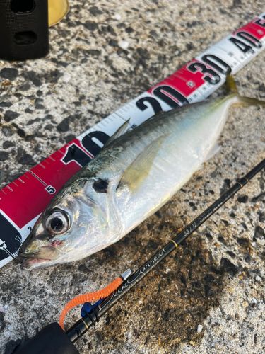 アオアジの釣果