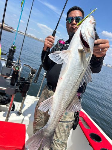 シーバスの釣果