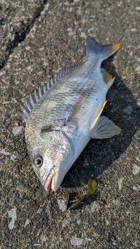 キビレの釣果