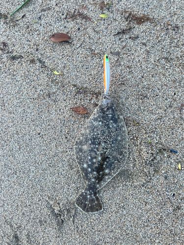 ヒラメの釣果