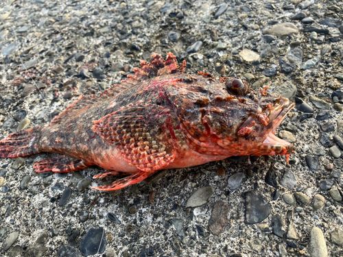 オニカサゴの釣果
