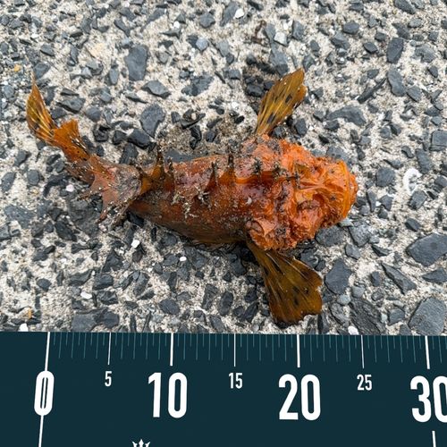 オニオコゼの釣果