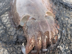 モンゴウイカの釣果