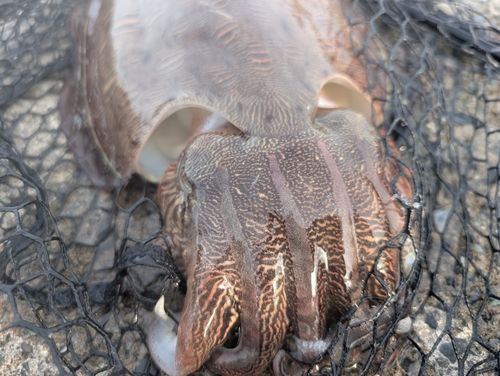 モンゴウイカの釣果