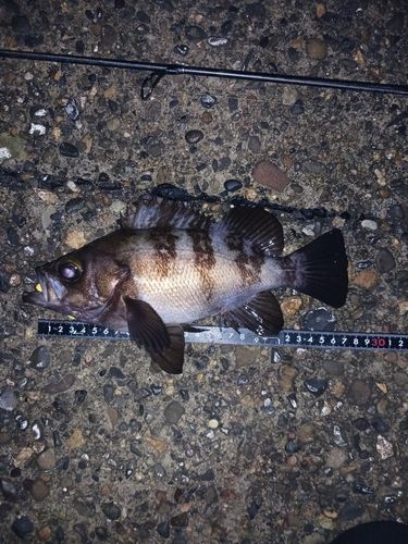 メバルの釣果