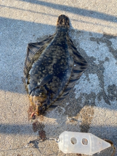 クロガシラガレイの釣果