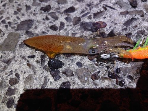 ケンサキイカの釣果