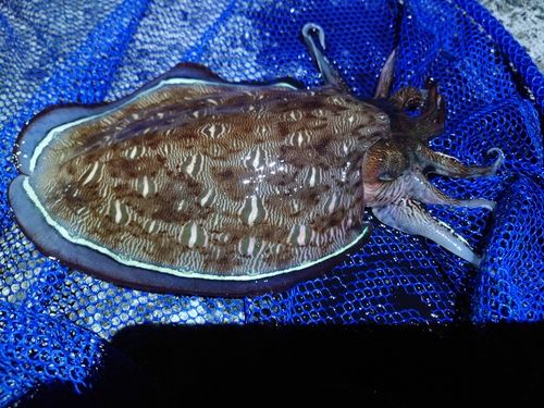 モンゴウイカの釣果