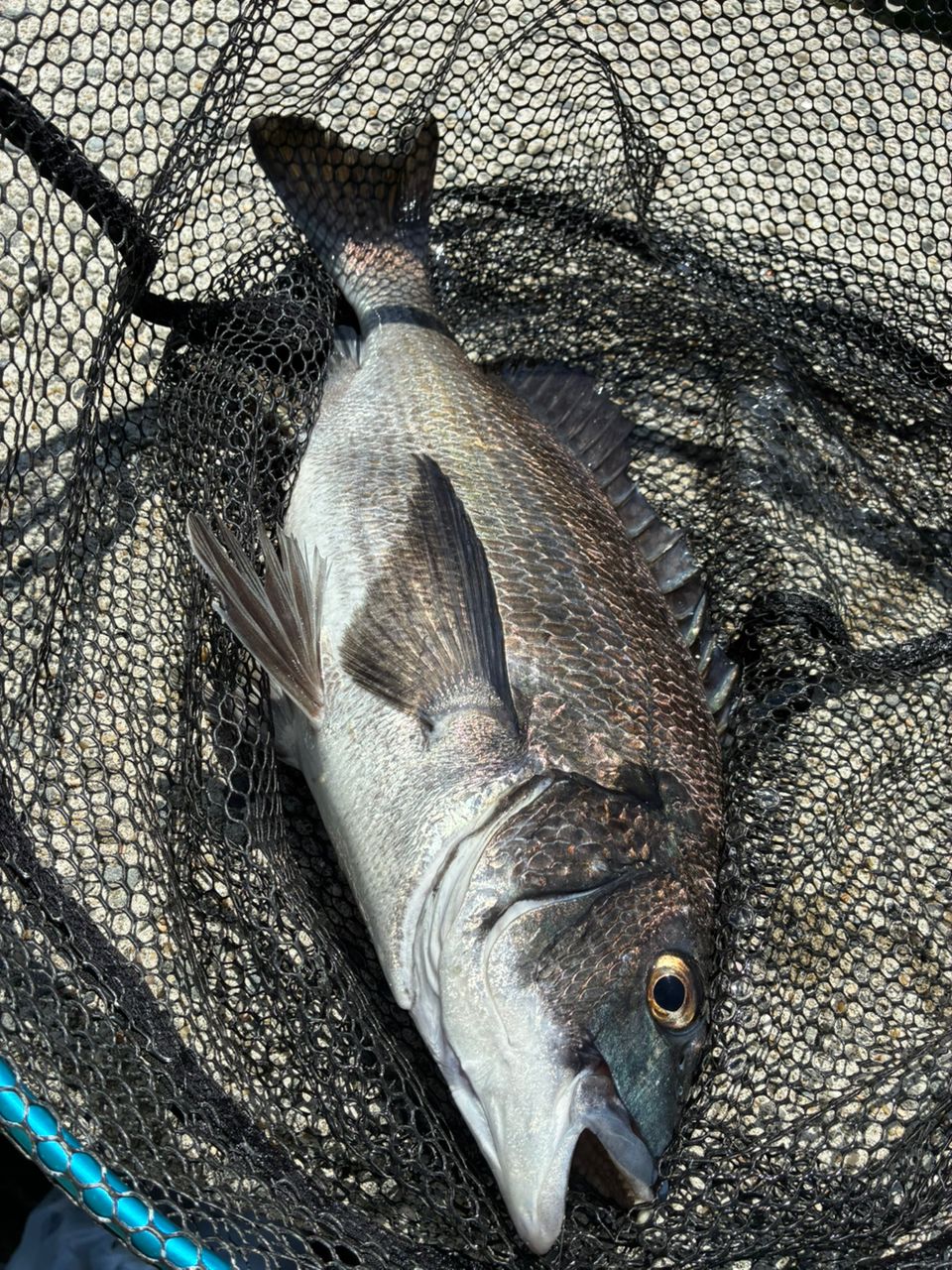 DAIWA 13インターライン リーガル 1.5号-53の最安値・インプレ・釣果