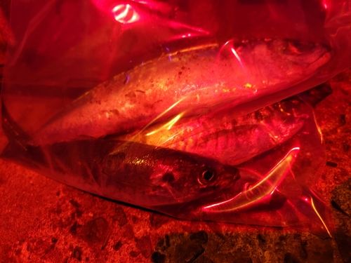 マアジの釣果
