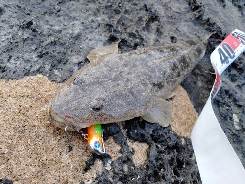 マゴチの釣果