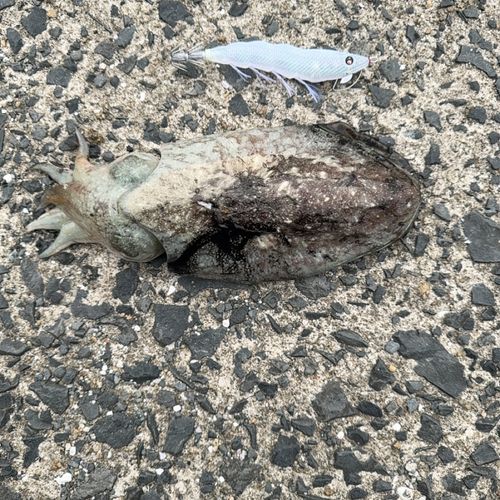マツバイカの釣果