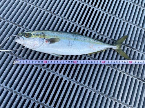 フクラギの釣果