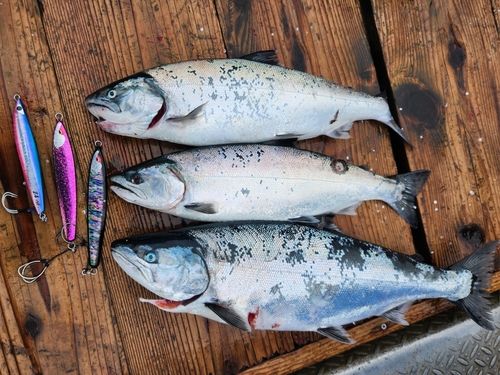 サクラマスの釣果