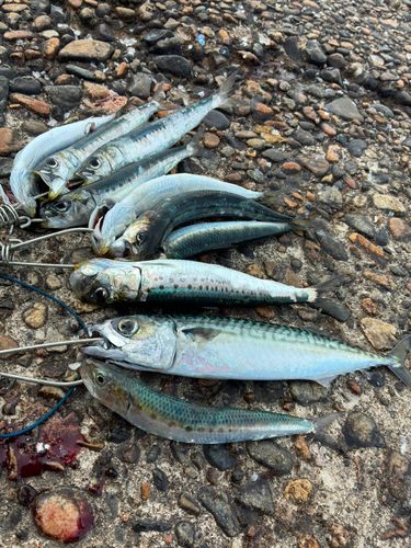 イワシの釣果