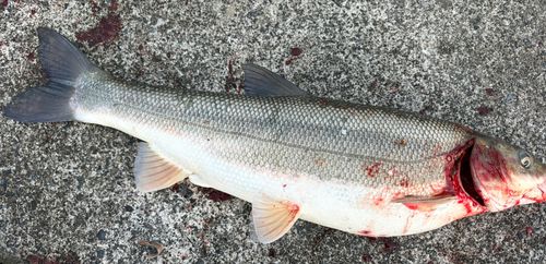 ニゴイの釣果