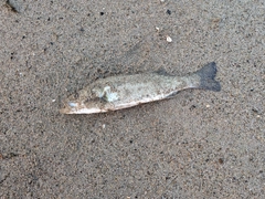 フッコ（マルスズキ）の釣果
