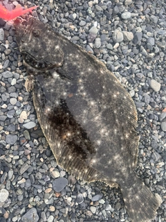 ソゲの釣果