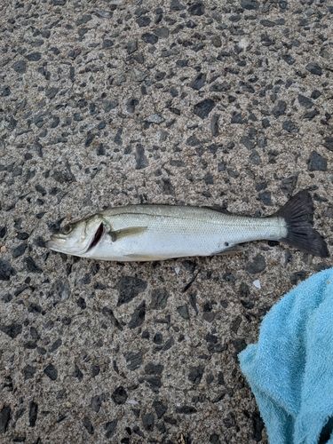 セイゴ（タイリクスズキ）の釣果