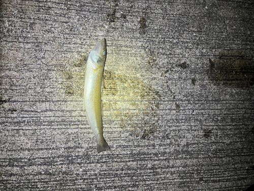 キスの釣果