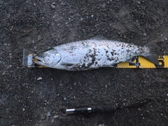 サクラマスの釣果