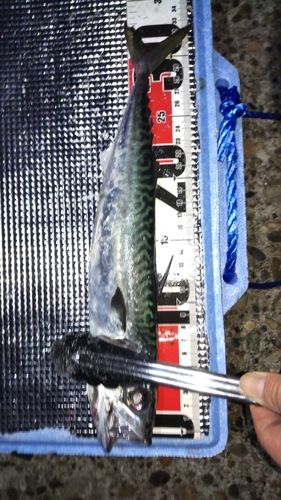 サバの釣果