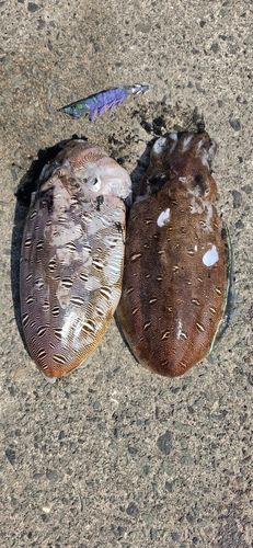 コウイカの釣果