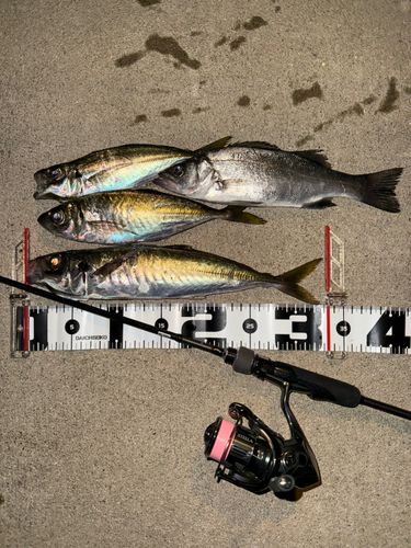 マルアジの釣果