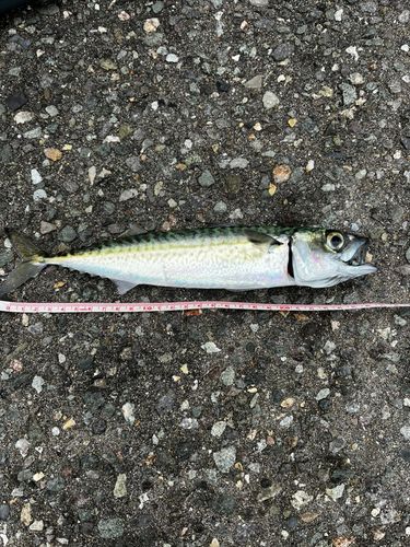 サバの釣果