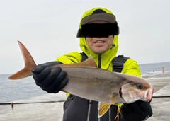 カンパチの釣果