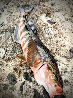 ホッケの釣果