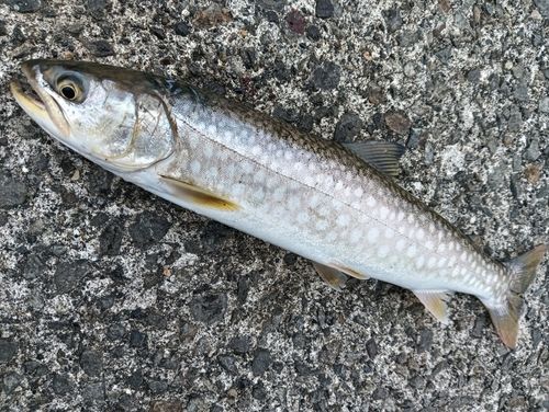 アメマスの釣果