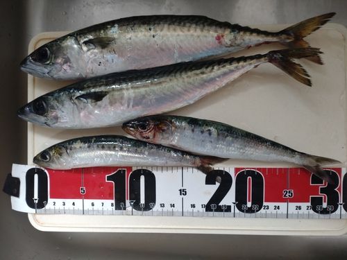 マイワシの釣果