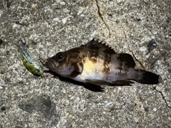メバルの釣果