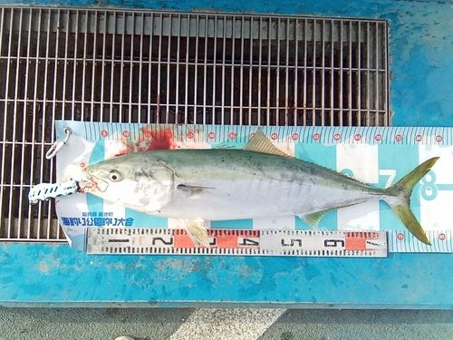 ブリの釣果