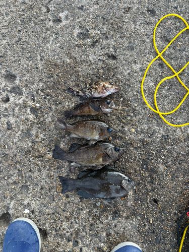 グレの釣果