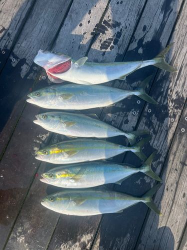 イナダの釣果