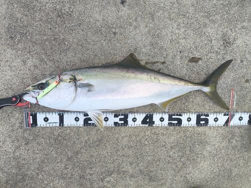 メジロの釣果