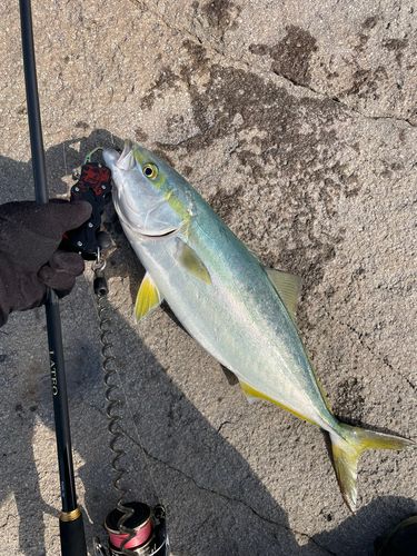 ヤズの釣果