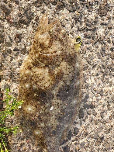 ヒラメの釣果