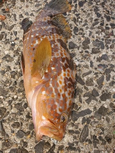 キジハタの釣果