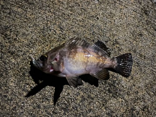 メバルの釣果