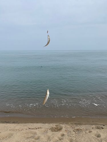 シロギスの釣果